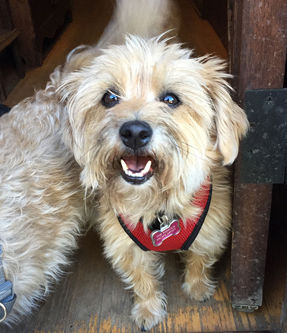 Happy_pup
